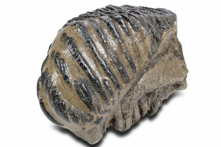Southern Mammoth Upper M Molar - Hungary #357051